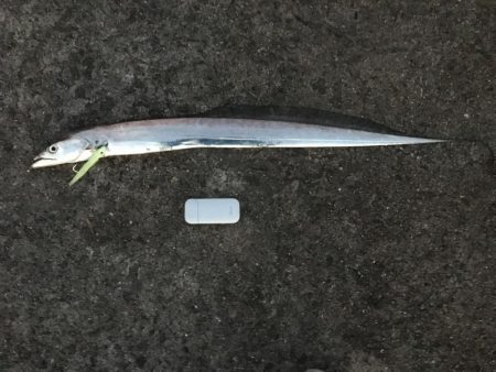 渋い中なんとか太刀魚